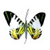 Robotic Insect: Life-like Moving Butterfly - Glow in the Dark Tropical Skipper AC
